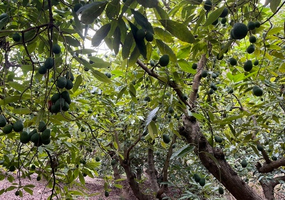 Imagen de una finca de subtropicales en la Axarquía.