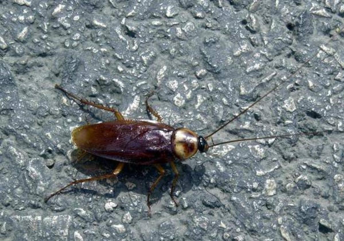 Expertos auguran un verano de «importantes plagas de cucarachas»
