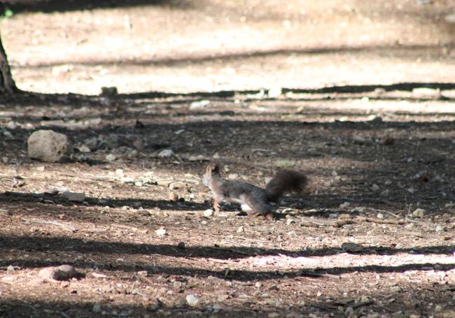 Una ardilla aprovecha la tranquilidad para bajar del pino donde estaba.