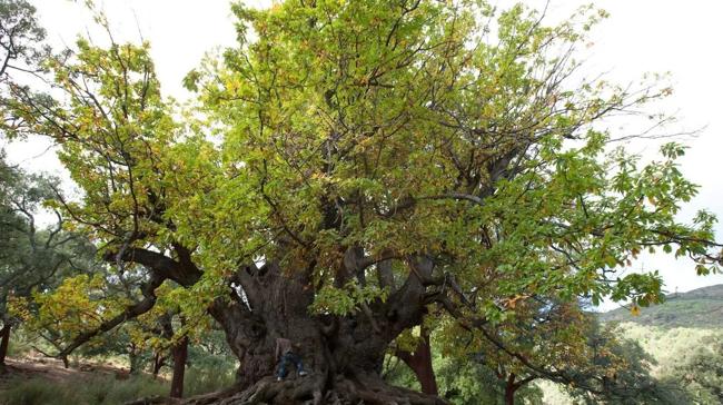 La naturaleza también nos deja en la provincia imponentes monumentos naturales, como este castaño que podemos ver en...