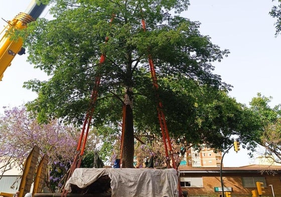 Momento en el que el árbol sale del suelo para transportarlo a su nuevo lugar.