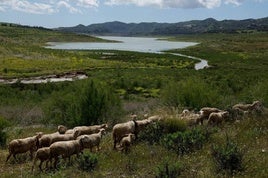 Estado de los embalses de Málaga hoy domingo, 16 de junio de 2024