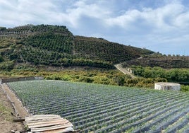 Imagen de fincas de hortícolas y subtropicales en Algarrobo.