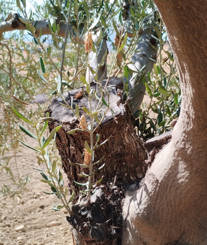 Imagen secundaria 2 - La plaga de insectos en el Valle del Guadalhorce y Sierra de las Nieves.