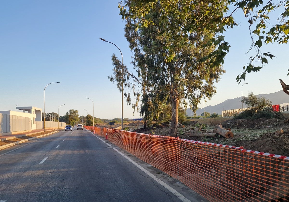 La imagen muestra alguno de los árboles que se han talado en la Carretera del Campo de Golf.