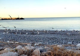 Restos vegetales y de plásticos en la playa junto al recinto portuario de Caleta de Vélez.