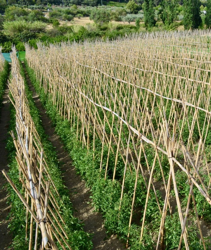 Imagen secundaria 2 - Visita a la finca para dar comienzo de la campaña del Tomate Huevo de Toro.