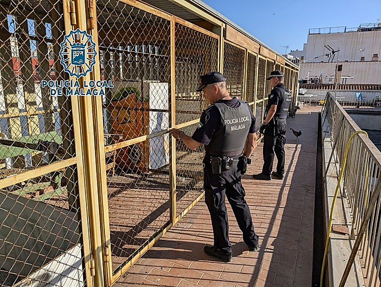 Desmantelado en La Trinidad un criadero en el que se manipulaban gallos para peleas ilegales