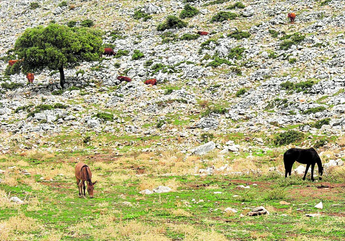 Explotación ganaderaen los Llanos de Líbar, en el parque natural de la Sierra de Grazalema.