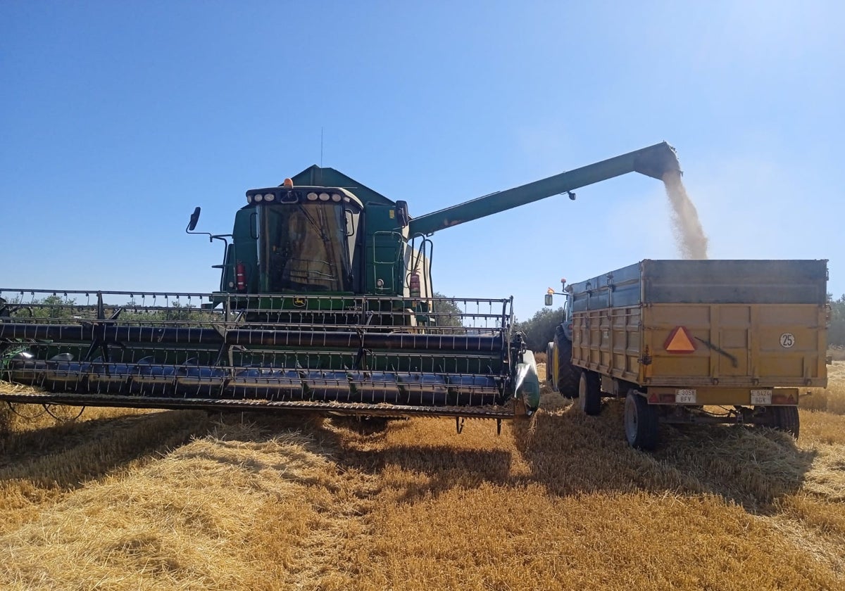 Una cosechadora atraviesa un campo de cereal en el municipio malagueño de Campillos.