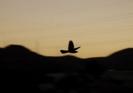 Chotacabras cuellirojo en pleno vuelo.