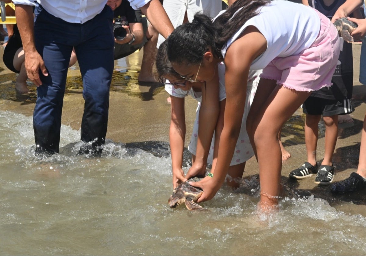 Ayer regresaron al mar las crías de tortuga boba de Marbella tras un año de cuidados.