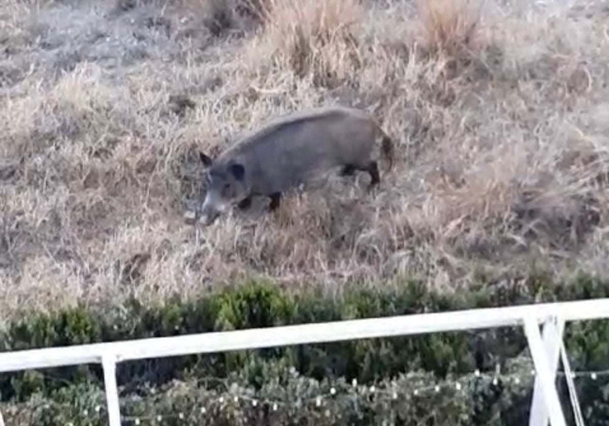 Un jabalí adulto cerca de los jardines privados.