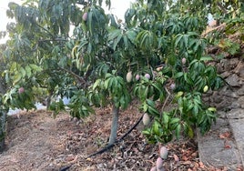 Mangos en una finca de la Axarquía.