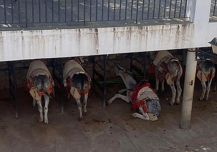 Imagen de uno de los burro taxi, en el suelo.