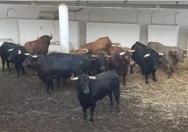 Los toros que se lidiarán en Marbella, en los corrales de la plaza.