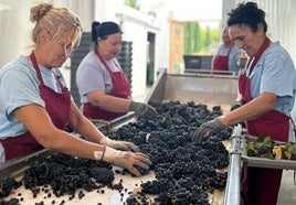 Un grupo de mujeres selecciona los racimos en Bodega Cortijo Los Aguilares.