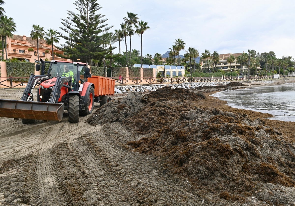 Los operarios municipales retiran al día alrededor de 75 toneladas de algas invasoras de las playas de Marbella y San Pedro.