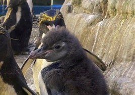 Opi y Rico: las nuevas crías que avalan al único proyecto de conservación de pingüinos de Andalucía, que está en la Costa del Sol