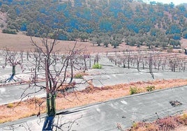 Estado actual de una de las fincas del Valle del Guadalhorce.