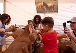 Una de las principales atracciones de la Fiesta de la Cabra de Casabermeja: ¡Dale el biberón a un chivo!
