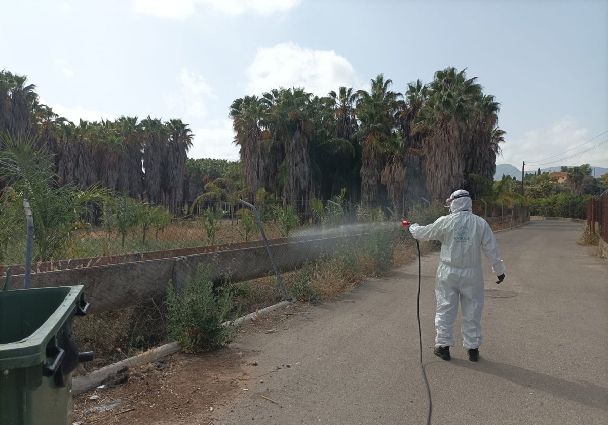 Trabajos de fumigación contra la presencia de mosquitos en Alhaurín de la Torre.