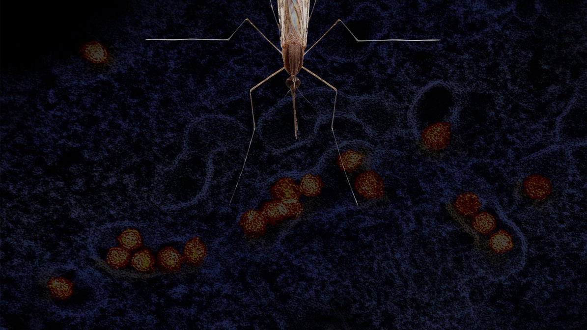 Virus del Nilo Occidental: origen, cómo se transmite y principales síntomas