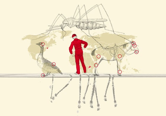 Virus del Nilo Occidental: origen, cómo se transmite y principales síntomas