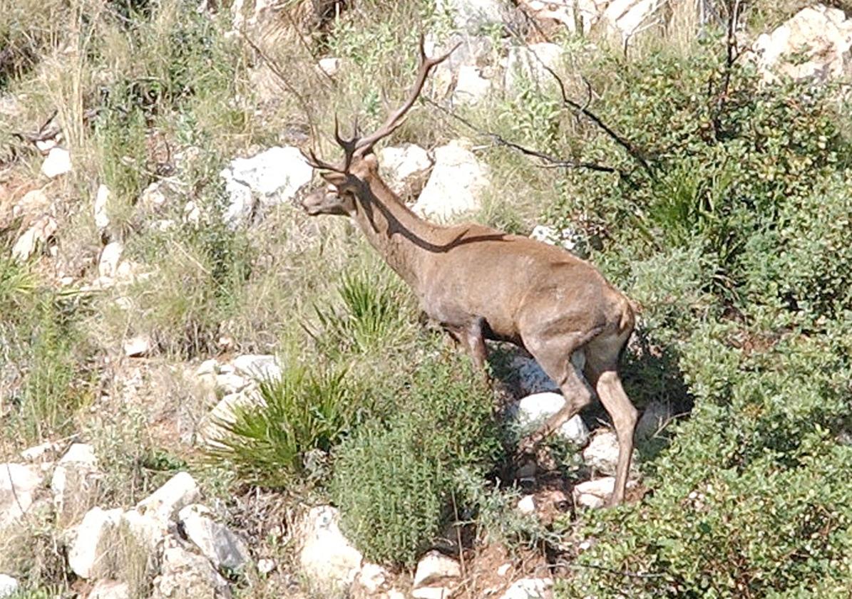 Imagen principal - Los sonidos del otoño en las montañas de Málaga: de la berrea del ciervo al celo de la cabra montés