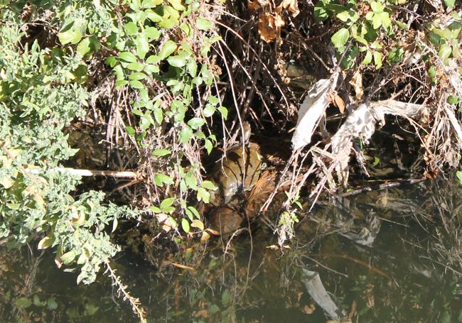 Un galápago se intenta esconder entre la vegetación que rodea al río Sabar.