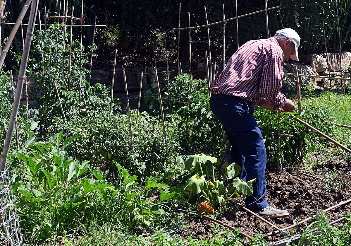 Imagen de archivo de un horticultor en la Huerta del Prado.