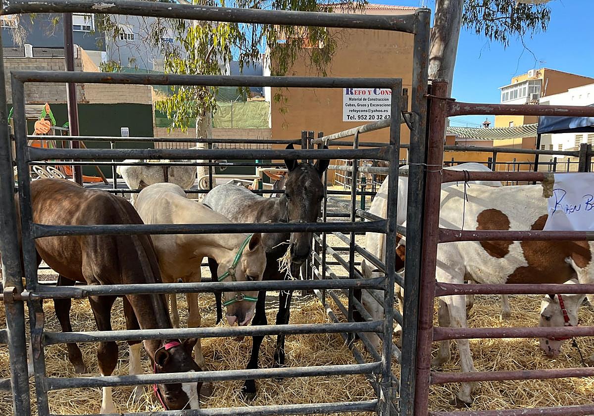 Imagen principal - Tradición y pasión ecuestre en la XX Feria de Ganado de Málaga