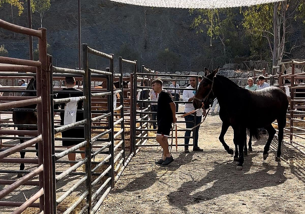 La XX Feria de Ganado de Málaga ha vuelto a reunir a cientos de visitantes y aficionados al mundo ecuestre.