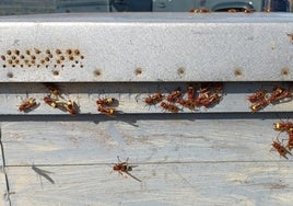 Avispones orientales atacando una colmena de abejas.