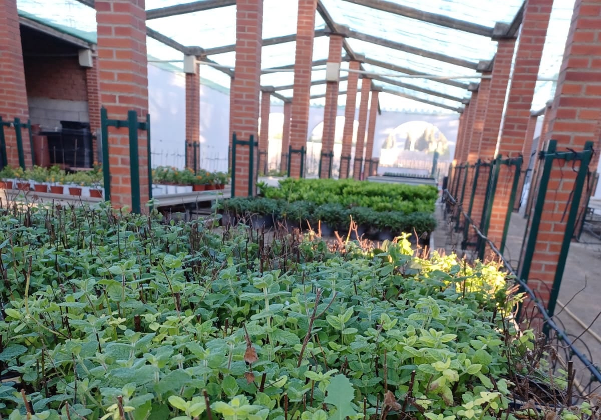 Plantas de mastranto en el vivero provincial de Benamocarra.