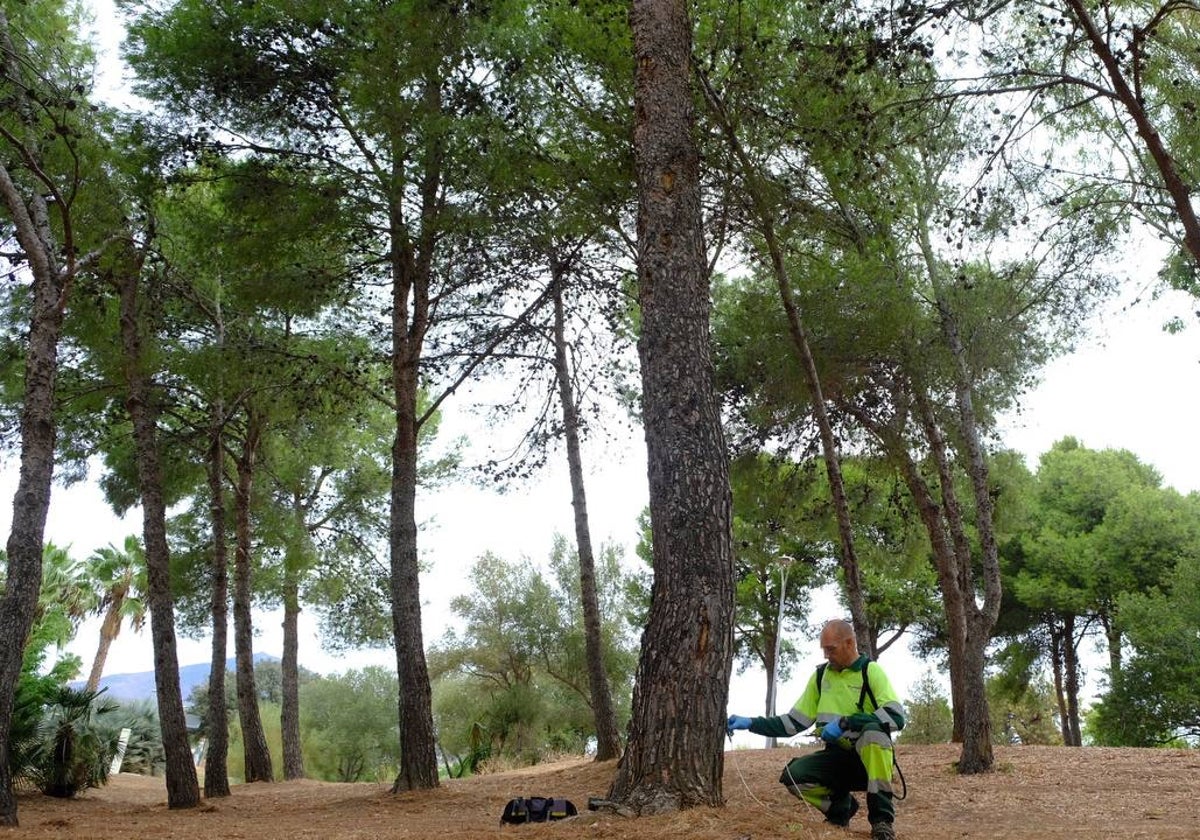 El Ayuntamiento está actuando en 12.000 pinos contra la procesionaria.