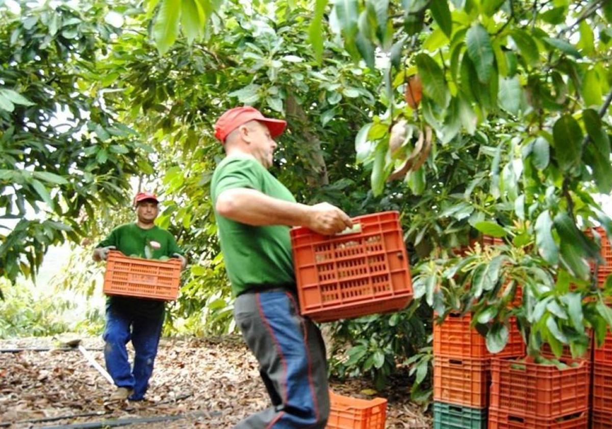 Las organizaciones agrarias aseguran que Andalucía ha perdido 108 millones por «el varapalo económico» de la PAC