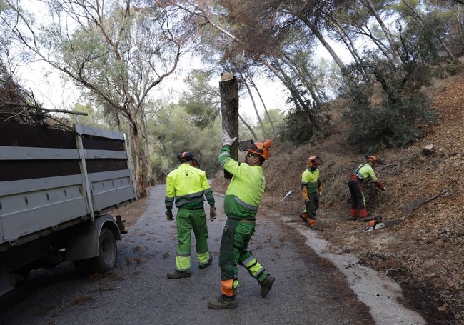 Tareas forestales este jueves en Monte Victoria.