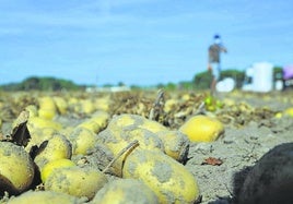 ¿De dónde son las patatas que vende Mercadona?