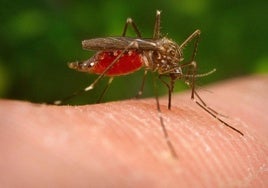 Los mosquitos transmiten el virus.