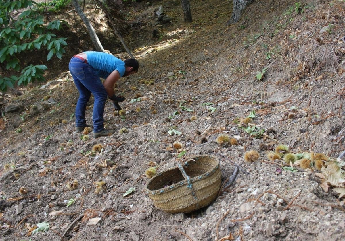 Fin a una cosecha de la castaña «nefasta» en Málaga: la sequía y la avispilla asiática arruinan al sector