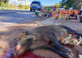 El animal, de grandes dimensiones, fue retirado por los servicios municipales.