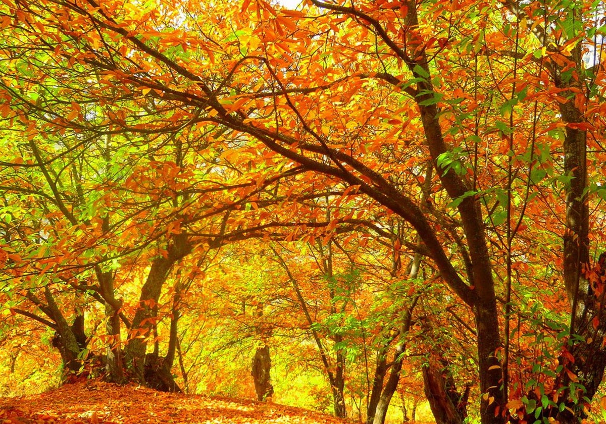 El Bosque del Cobre.