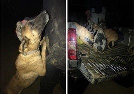 La subida del nivel del río en Campanillas implicó el rescate de los animales.