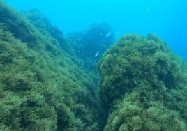 Alga asiática: de amenaza para la biodiversidad de la costa malagueña a compostaje para los cultivos de cereal