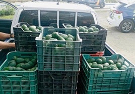 Imagen de los aguacates interceptados por la Policía Local de Vélez-Málaga en Torre del Mar.