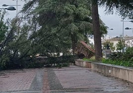 Un pino de grandes dimensiones que tumbó el viento en octubre de 2023.