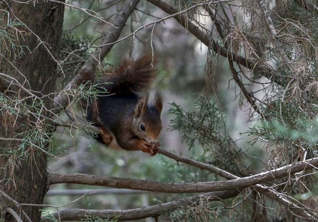 Una ardilla se alimenta en la parte alta de un pino