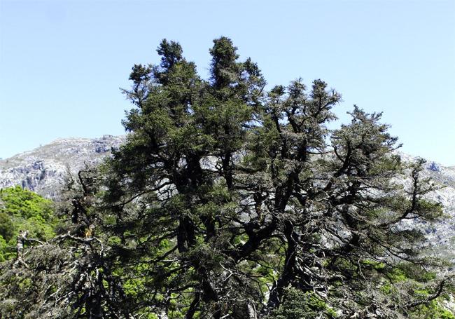 Emblema. Por territorio de Parauta se llega hasta el pinsapo de la Escalereta, que es monumento natural