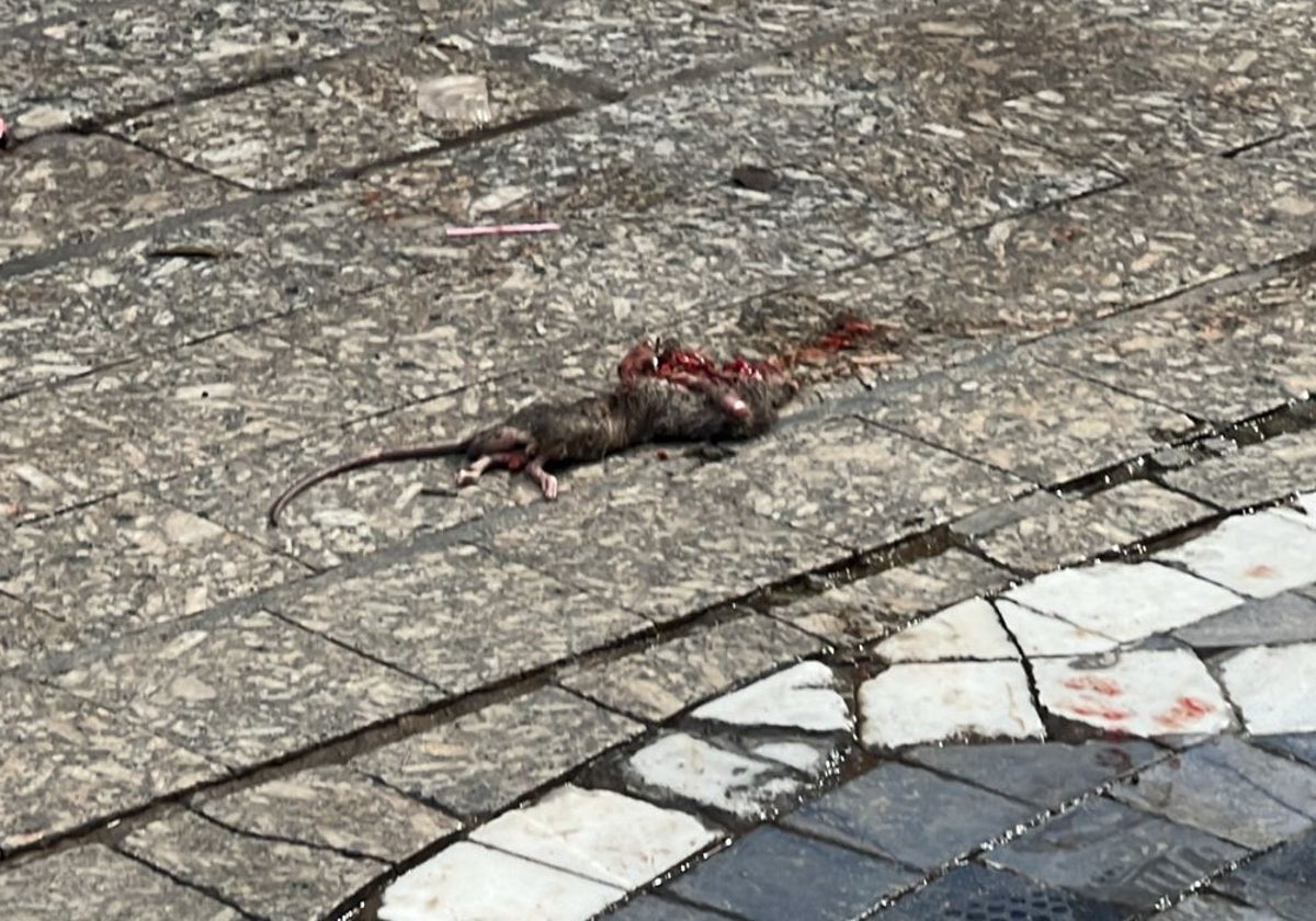 La Dana deja al centro tocado: ratas muertas y mucha basura